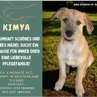 tolle Kimya - Zuhause od. Pflegestelle, Hündin zur Adoption