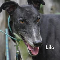 LILA, Hündin zur Adoption