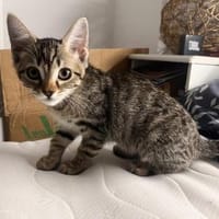 Zula - SUCHT EIN NEUES ZUHAUSE, Katze zur Adoption
