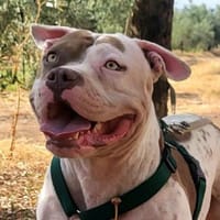 RESI-SCHLABBERSCHNUTE SUCHT ZUHAUSE, Hündin zur Adoption