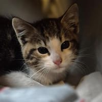 Der kleine TITUS sucht ein Zuhause, Kater zur Adoption