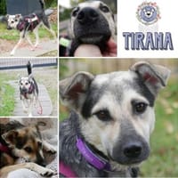 TIRANA * Glück auf vier Pfoten, Hündin zur Adoption