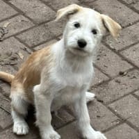Samba sucht Familie, Hund zur Adoption