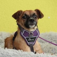 Klein Sanda sucht ihre Familie..., Hündin zur Adoption