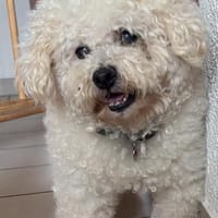 Gemütliche Hündin Sally, Hündin zur Adoption
