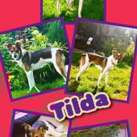 Hübsche Tilda wartet in Hausen!, Hündin zur Adoption