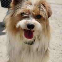Bony, freundlich, offen, neugierig, Hund zur Adoption