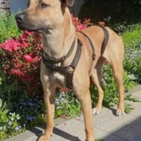 Juni sanfte sensible Seele, Hündin zur Adoption