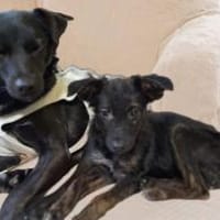 Papillon Mix Tashi will die Welt sehen E, Hündin zur Adoption