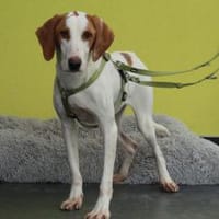 Cooper sucht sein neues zu Hause ...., Hund zur Adoption