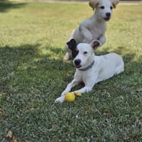 FITO ❤ einfach wunderbar, Köln, Hund zur Adoption
