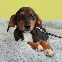Sanio sucht sein Glück ..., Hund zur Adoption