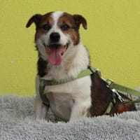 Sternchen sucht sein Für-Immer-Zuhause, Hund zur Adoption