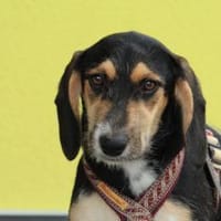 Hallo, ich bin die hübsche Phila..., Hündin zur Adoption