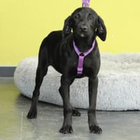 Darf ich vorstellen Prinzessin Rose.., Hündin zur Adoption
