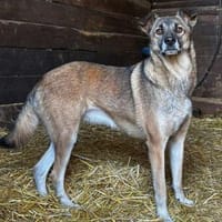 EMILIA - sucht Familienanschluss, Hündin zur Adoption