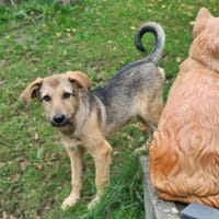 Jandrino möchte sein Herz verschenken..., Hund zur Adoption