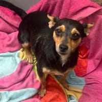 Emmi sucht ihre Familie, Hündin zur Adoption