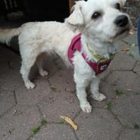 Tarasios, Hund zur Adoption