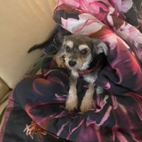 Eleni, Hündin zur Adoption