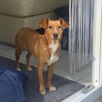Brunhilde, Hündin zur Adoption