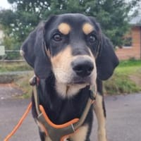 Familie für Zeon gesucht, Hund zur Adoption