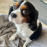 Lenny in 47877 Willich, Hund zur Adoption