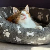 schüchterene Neyla sucht ein Zuhause, Katze zur Adoption