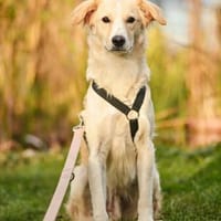 Raphis im Tierheim Lüdinghausen, Hund zur Adoption