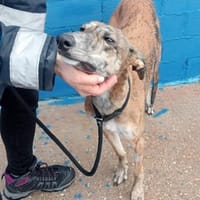 Fresa, ruhig und aufgeschlossen, Hündin zur Adoption