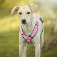 Lillo im Tierheim Lüdinghausen, Hund zur Adoption