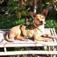 Dolito ist sehr menschenbezogen, Hund zur Adoption