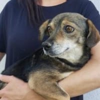 Layla 30 cm (Pflegestelle), Hündin zur Adoption