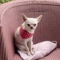 Stella in 40668 Meerbusch, Hündin zur Adoption