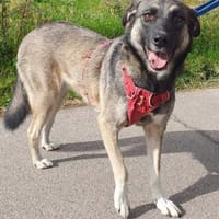Freundliche ROSE sucht ihre Menschen!, Hündin zur Adoption