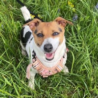 LOLA, chienne à adopter