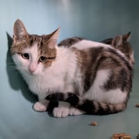 Dentelle, chatte à adopter