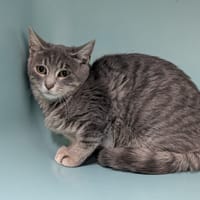 ALPAGA, chatte à adopter