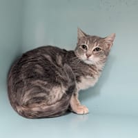 Batik, chat à adopter