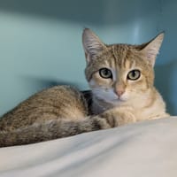 SABBIA, chatte à adopter
