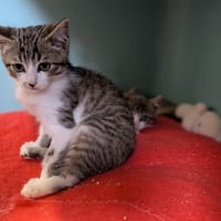 THEODORE, chat à adopter