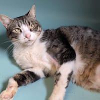 NANO, chat à adopter