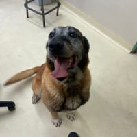 falco paa23062, chien à adopter