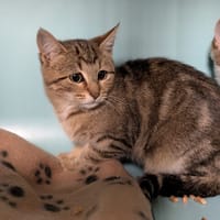 Flanelle, chatte à adopter