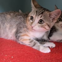 ELEONORE, chatte à adopter