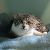 VOVA, chat à adopter