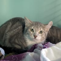 SYLIO, chat à adopter