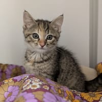 FROU FROU, chatte à adopter
