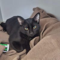 Kolbe (En cours d'adoption), chat à adopter