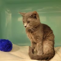 DIONYSOS PAB28049, chat à adopter